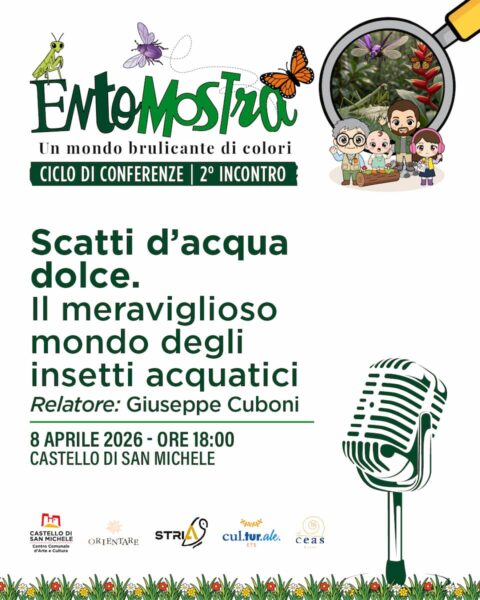 Scatti d'acqua dolce - Il meraviglioso mondo degli insetti acquatici